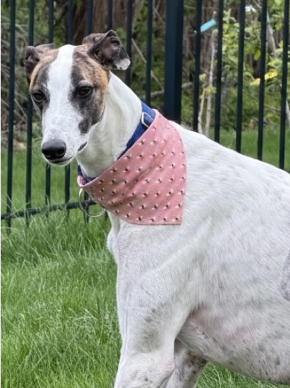 Handmade Rose Pink Busy Bee Scrunchie Dog Bandana - See Size Chart in Photos